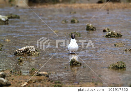 一隻長著夏季羽毛的黑頭鷗，看起來像一個玩具 101917860