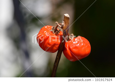 Solanum pumpkin Solanum pumpkin 101917924