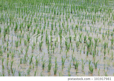 Paddy field Paddy field 101917981