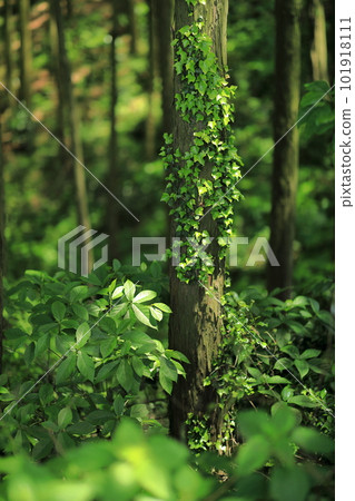 Plants entwined in trees surrounded by greenery 101918111