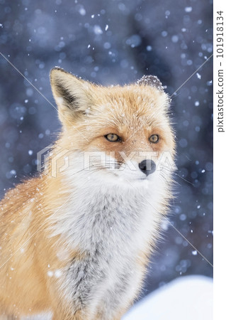 snow and conco 101918134