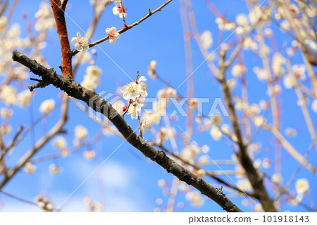 白梅花南子 白梅花南子 101918143