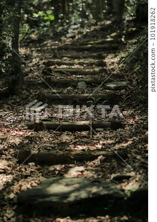 The sunlight filtering through the trees shines on the mountain path made of wood 101918262