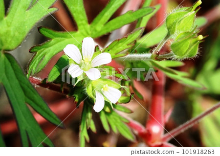 American Fuuro heralds the arrival of early summer American Fuuro heralds the arrival of early summer 101918263