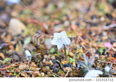 Early spring flower Setsubunso Early spring flower Setsubunso 101918718