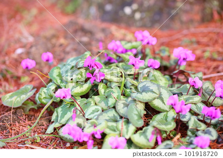 Cute cyclamen flower Koum Cute cyclamen flower Koum 101918720