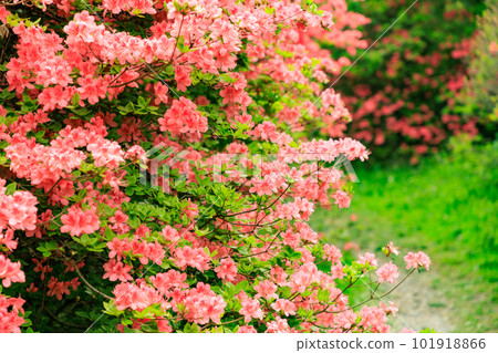 Red azaleas blooming in the Yawata azalea colony (Nasu Town, Tochigi Prefecture) 101918866