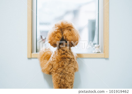 puppy looking out the window 101919462