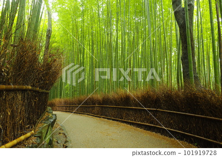 Sagano bamboo grove road 101919728