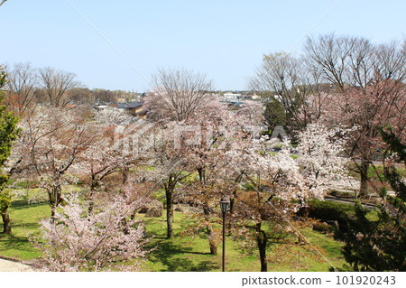 龍南公園的櫻花 101920243