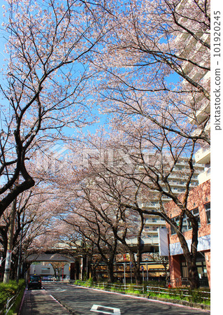 高尾站的櫻花 101920245