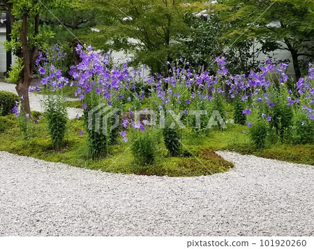 京都露山寺桔梗庭園 京都露山寺桔梗庭園 101920260