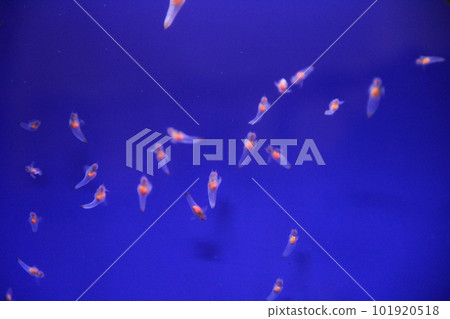 Clione / A kind of snail called "Angel of Drift Ice" Clione / A kind of snail called "Angel of Drift Ice" 101920518