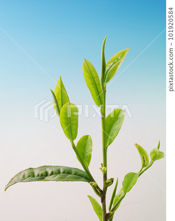 Freshly picked tea leaves, 101920584