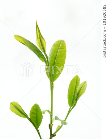 Freshly picked tea leaves, 101920585