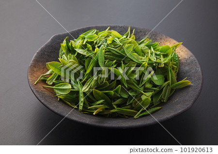 Freshly picked tea leaves, Freshly picked tea leaves, 101920613