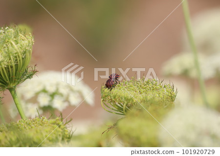 Mating of bugs Mating of bugs 101920729
