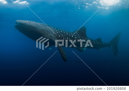 Whale shark is a biggest fish in the ocean. Giant shark 101920808