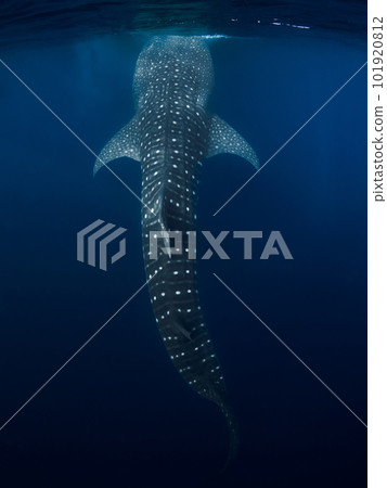 Whale shark in transparent ocean. Giant shark swimming underwater 101920812