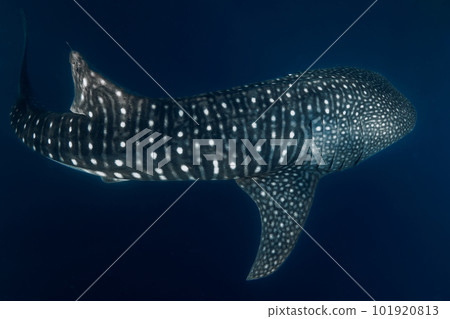 Whale shark in deep ocean. Giant fish swimming in open ocean. Whale shark in deep ocean. Giant fish swimming in open ocean. 101920813