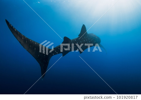 Whale shark in deep ocean. Silhouette of giant shark swimming underwater Whale shark in deep ocean. Silhouette of giant shark swimming underwater 101920817