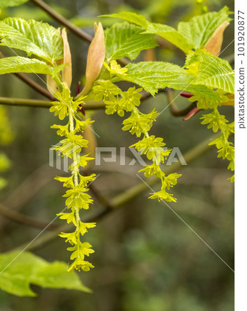 Flower of Uleid filleted maple 101920877