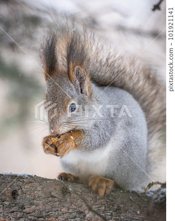 The squirrel with nut sits on tree in the winter or late autumn The squirrel with nut sits on tree in the winter or late autumn 101921141