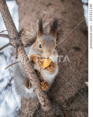 The squirrel with nut sits on tree in the winter or late autumn The squirrel with nut sits on tree in the winter or late autumn 101921146