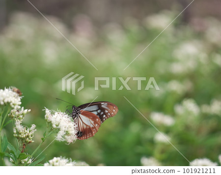 朝日馬達拉(Asagi Madara)聚集在藤羽(Fujibakama) 朝日馬達拉(Asagi Madara)聚集在藤羽(Fujibakama) 101921211
