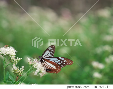 Chestnut tiger gathering at Fujibakama 101921212
