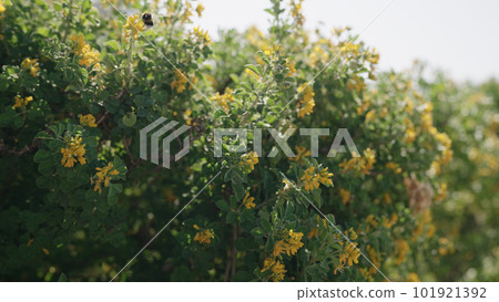 blossoming bush with yellow flowers in spring 101921392