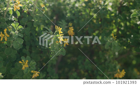blossoming bush with yellow flowers in spring 101921393