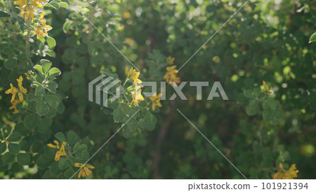 blossoming bush with yellow flowers in spring 101921394