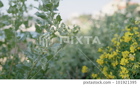 blossoming bush with yellow flowers in spring 101921395