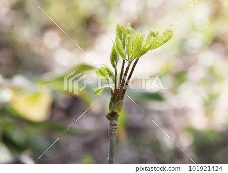 The spicy bud of Coasiabra The spicy bud of Coasiabra 101921424