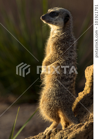 Standing Meerkat in Sunlight - Wildlife Photography 101921701