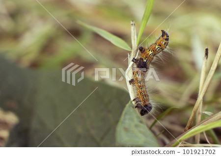 Orange, black and white buff tip caterpillar balancing on a grass 101921702