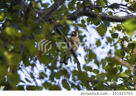 A European Goldfinch perched in the branches of a tree 101921703