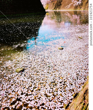 櫻花芽 櫻花芽 101921754