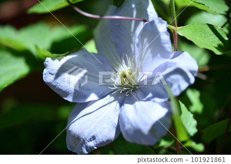 鐵森 (Tetsusen) 101921861