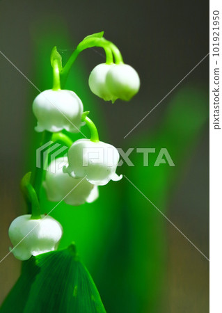 Valley of the valley 101921950