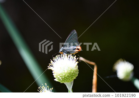 Aobaseseri (Aoba seri) and green onion flower 101922190