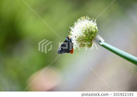 Aobaseseri (Aoba seri) and green onion flower 101922191
