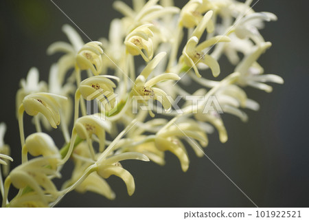 Dendrobium speciosum flower 101922521