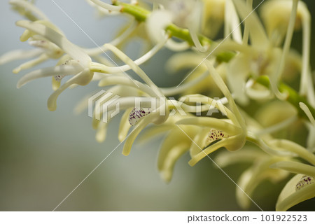 Dendrobium speciosum flower 101922523