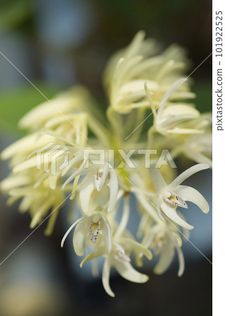 Dendrobium speciosum flower 101922525