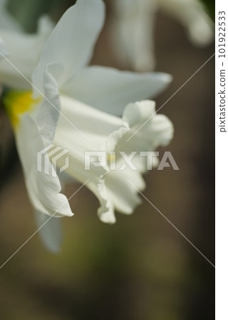 水仙 水仙 101922533