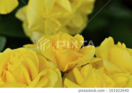 Roses Roses 101922640