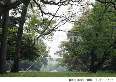 Meiji Shrine in the rain Meiji Shrine in the rain 101922677