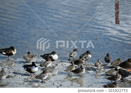 Shobiller 和藍綠色（沖繩） 101922755